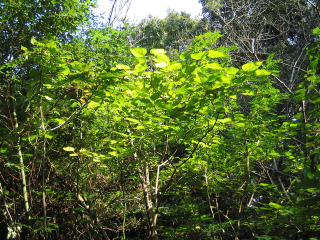 e0031572_1444012.jpg