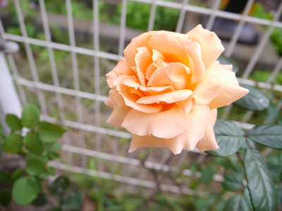 c0004078_8574133.jpg
