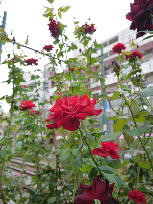 c0004078_8574643.jpg