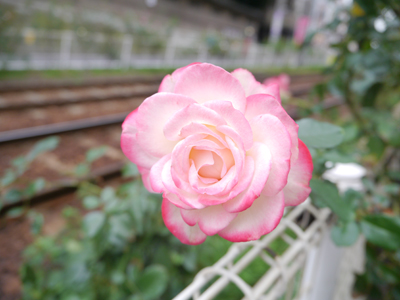 c0004078_8582525.jpg