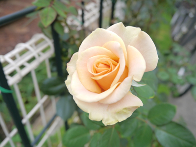 c0004078_8583011.jpg