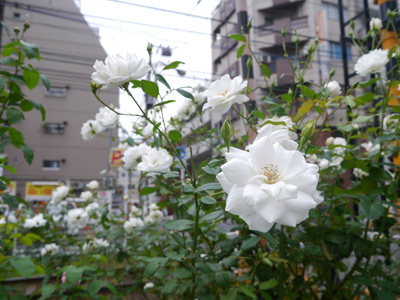 c0004078_8583598.jpg
