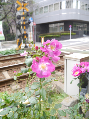 c0004078_8584790.jpg