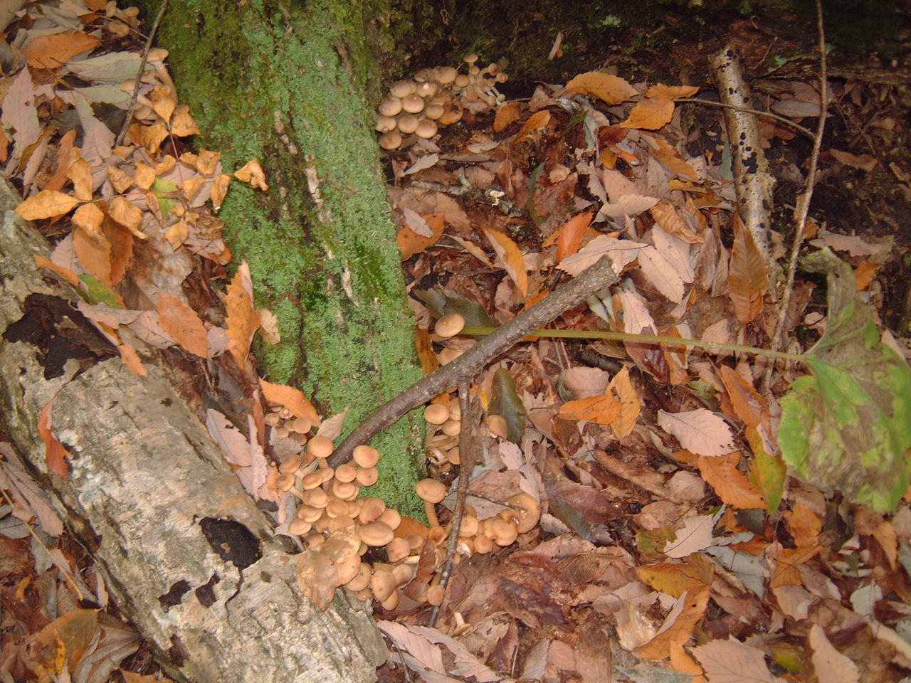 c0237780_11472585.jpg