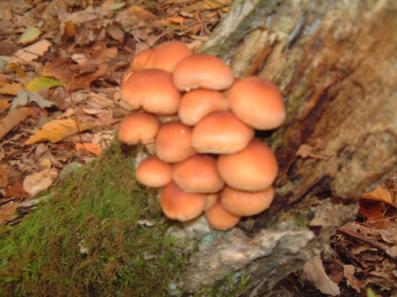 c0237780_11482154.jpg