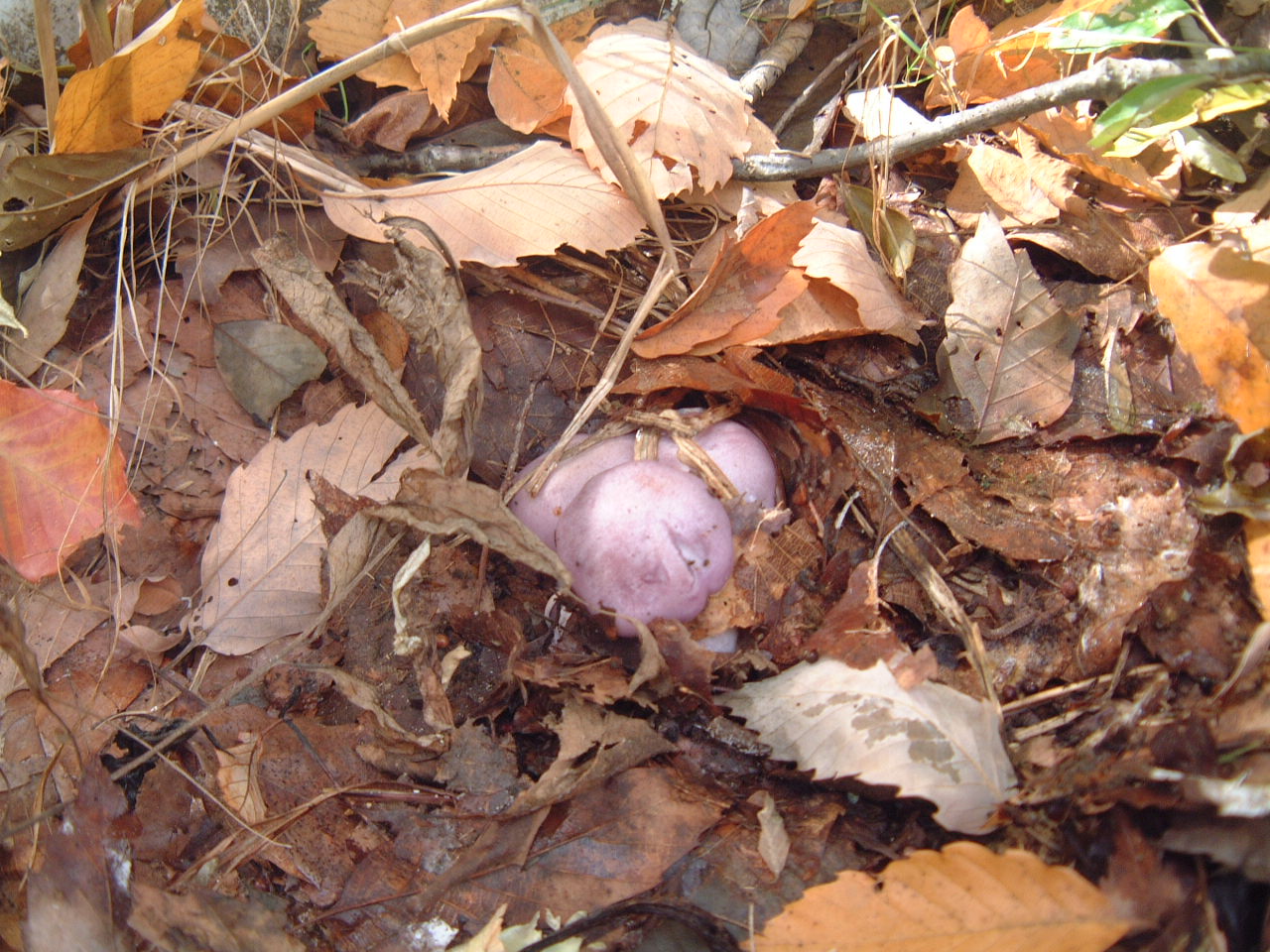 c0237780_1149150.jpg