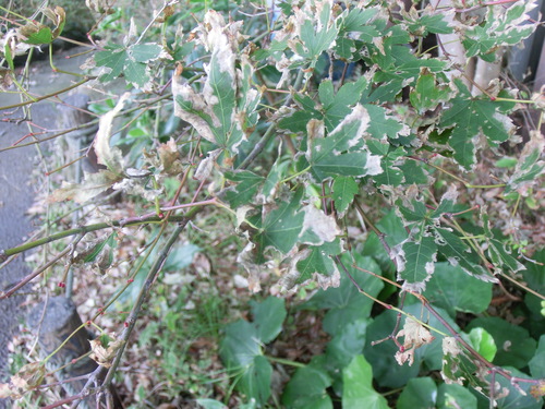 e0123587_1033518.jpg