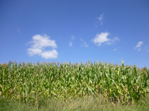 e0151592_4504432.jpg