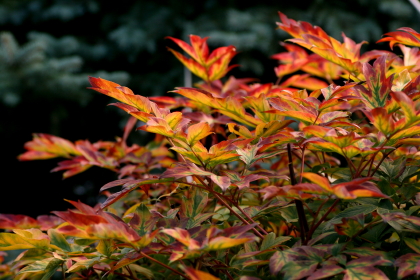 f0041606_17313816.jpg