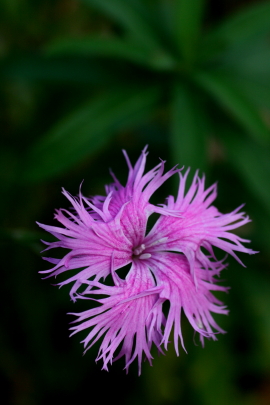 f0041606_1733788.jpg