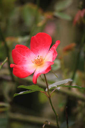 d0154609_13254486.jpg