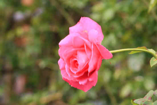 d0154609_13281246.jpg
