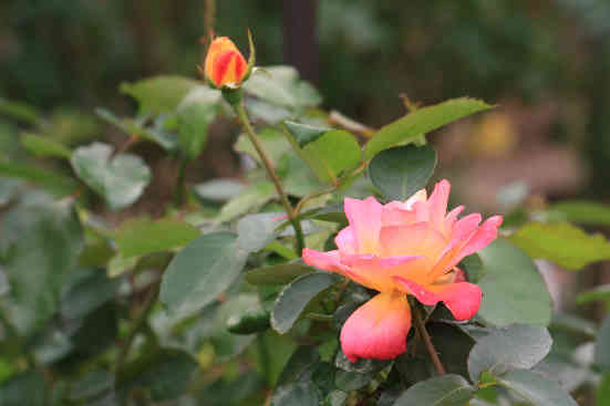 d0154609_13301791.jpg