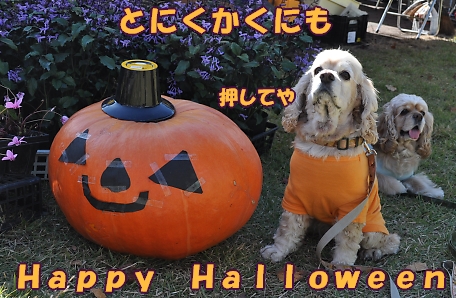 にほんブログ村 犬ブログ アメリカンコッカースパニエルへ