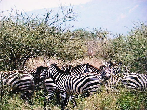 c0118715_15452230.jpg