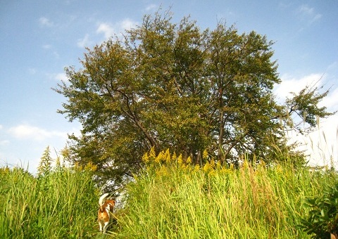 c0084117_2181648.jpg