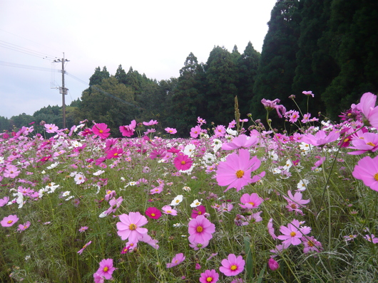 a0206332_917532.jpg