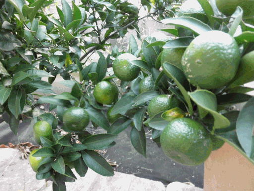 c0136736_19222886.gif