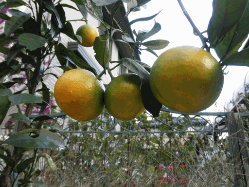 c0136736_19225030.gif