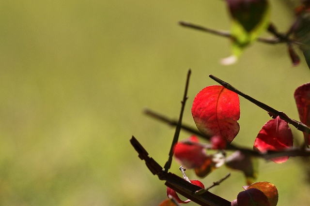 a0242438_20101225.jpg