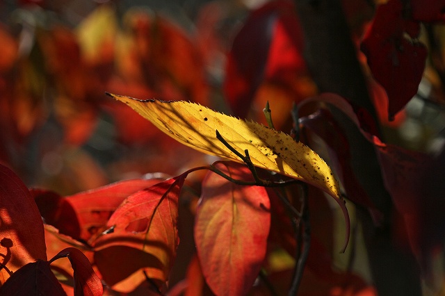 a0242438_20112190.jpg