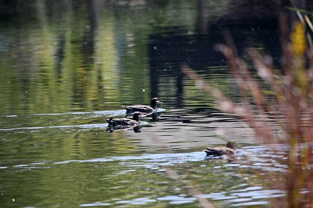 a0242438_20121767.jpg