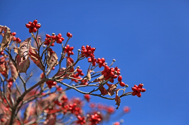 a0242438_20142887.jpg