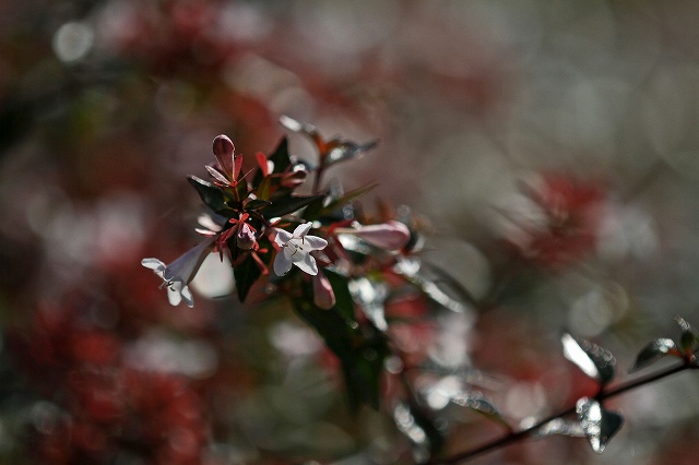 a0242438_2094185.jpg