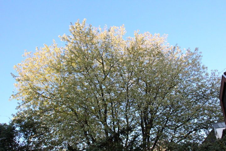 c0153740_1271834.jpg