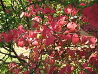 c0117570_1332579.jpg