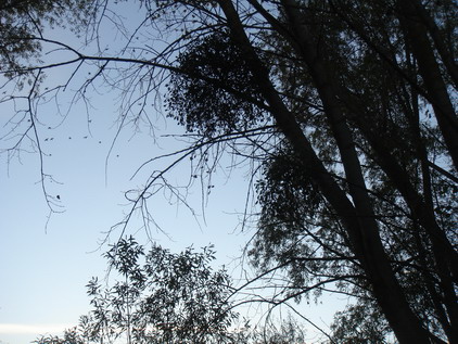 a0247585_7442839.jpg