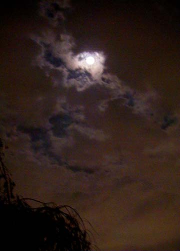 d0053294_17575.jpg
