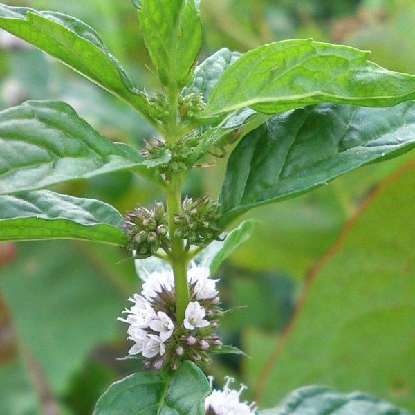 a0031000_18102460.jpg
