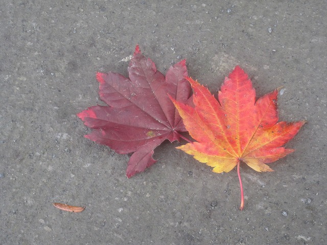 f0202703_21575546.jpg