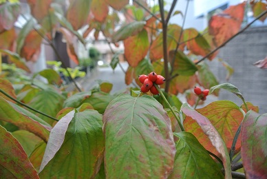 a0134004_138118.jpg