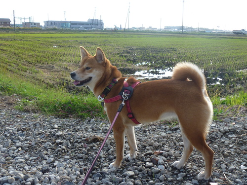 b0283404_15555940.jpg