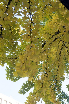 c0148705_2113374.jpg