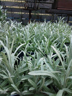 c0167112_1844388.jpg