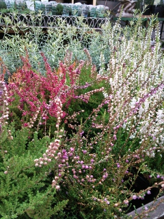 c0167112_186375.jpg