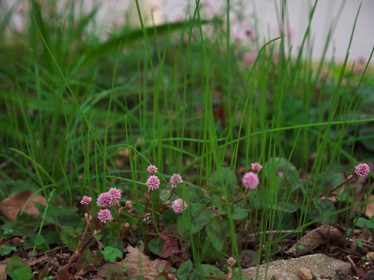 b0093625_1129350.jpg