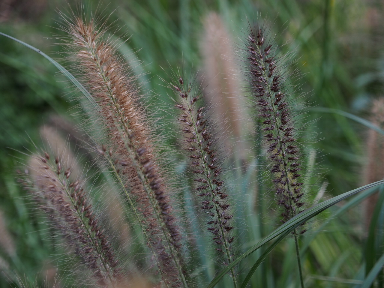b0093625_11463775.jpg