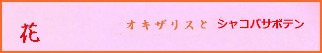 e0033229_20543015.jpg