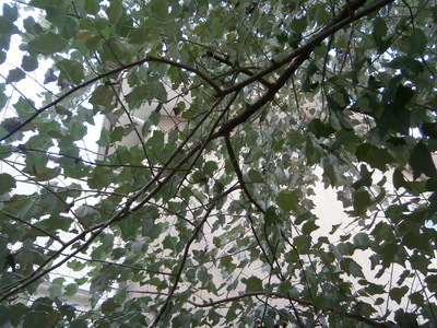 b0219830_1030856.jpg