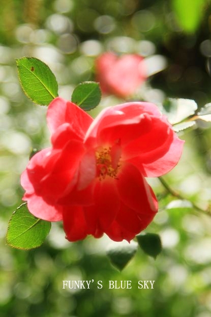 c0145250_1159765.jpg