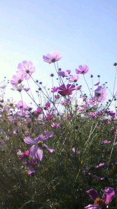 c0031856_10542196.jpg