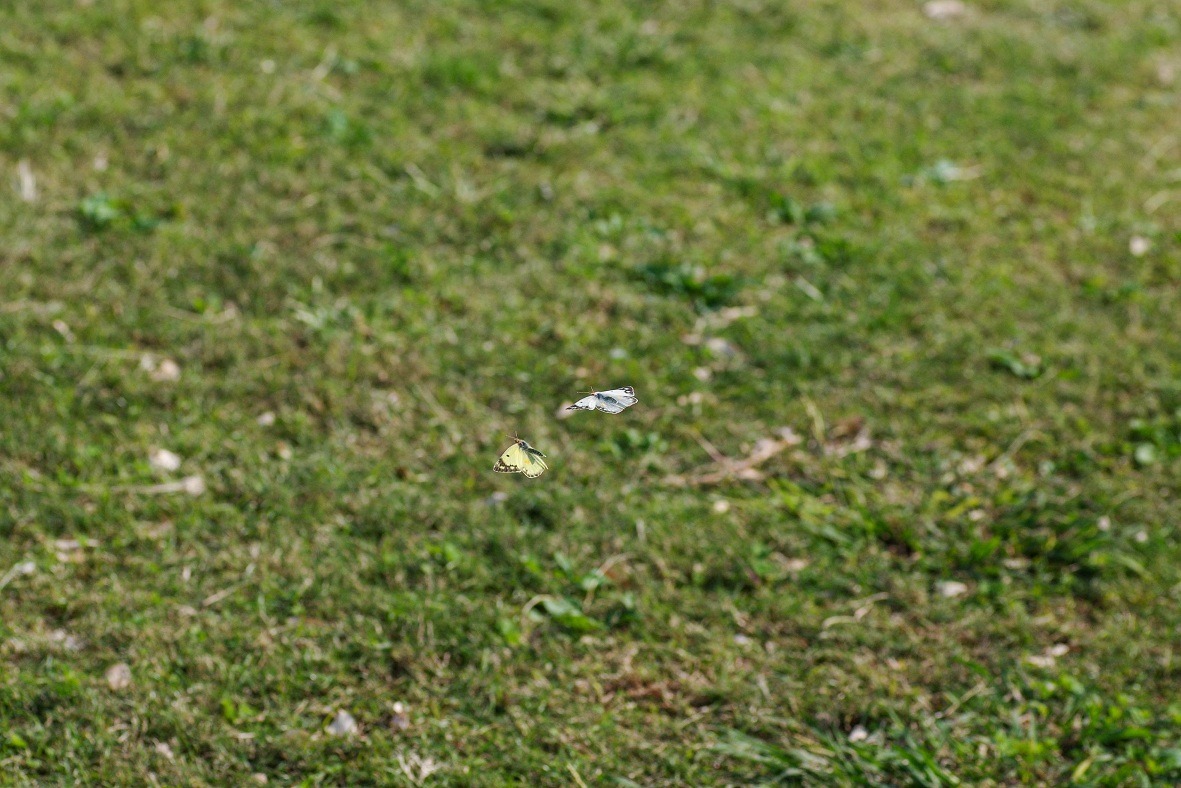 b0194593_9133532.jpg