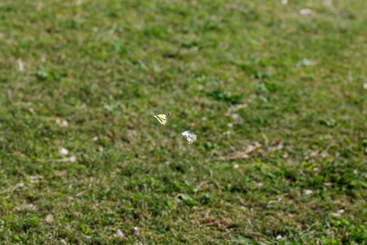 b0194593_913782.jpg