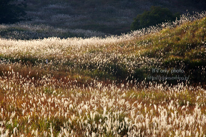 e0008800_0505840.jpg