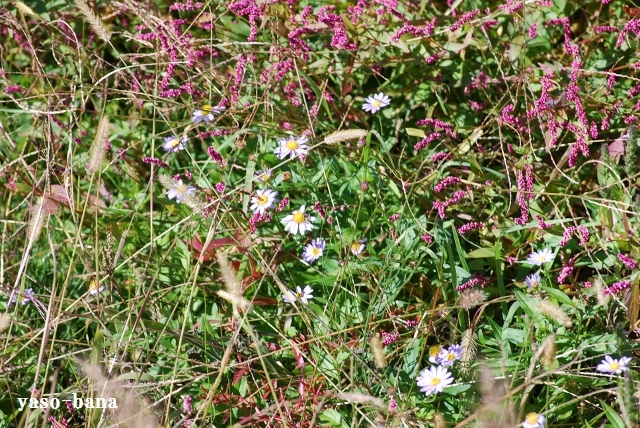e0025300_18492445.jpg