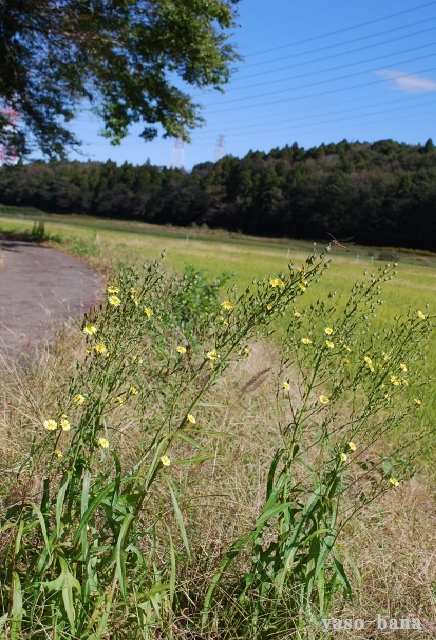 e0025300_18514513.jpg